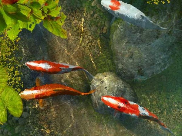 3PlaneSoft Koi Fish 3D Screensaver 1.0
