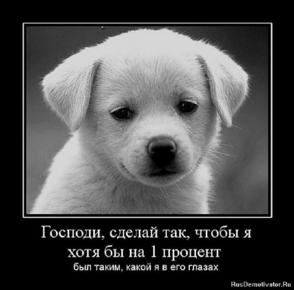 Красивый щенок, как и все маленькие щенки