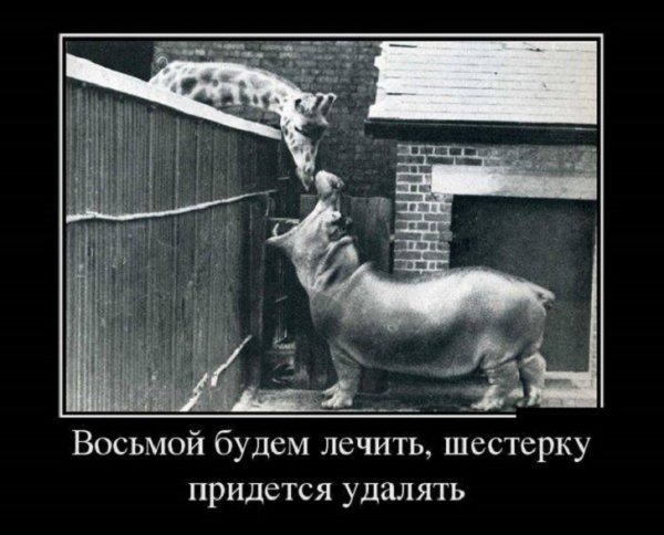 Жираф стоматолог