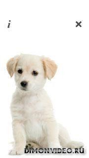 puppytalk
