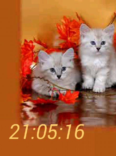 Котята