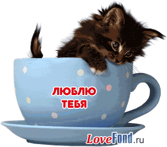 lyublyu-tebya-kotik