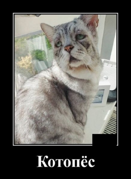 Котопёс