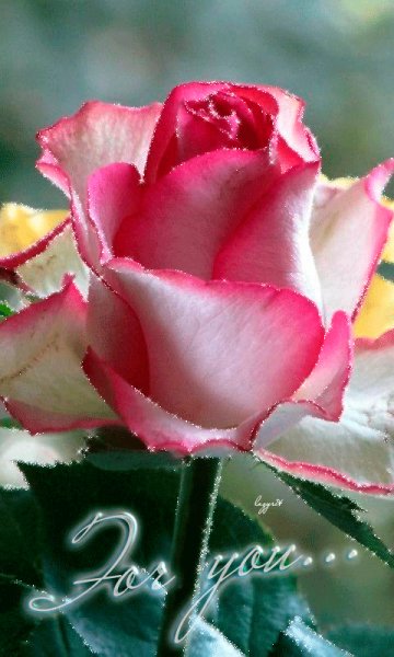 file_52589103