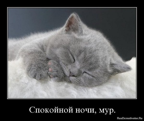 Спокойной ночи, мур...