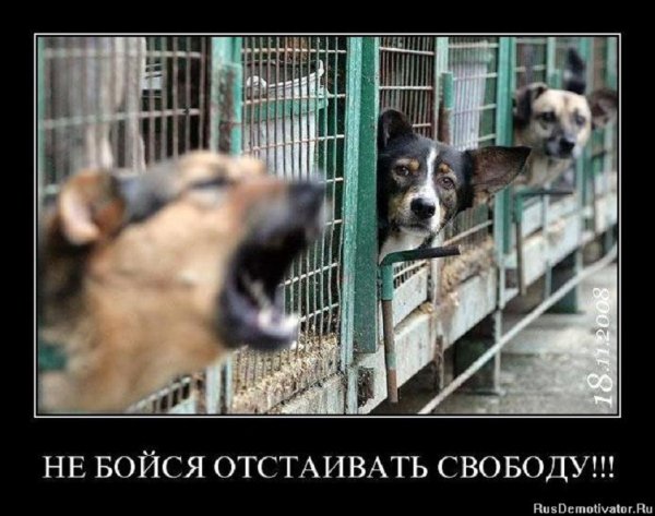 Не бойся отстаивать свободу