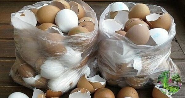Польза яичной скорлупы