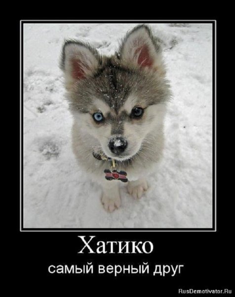 Хатико самый верный друг
