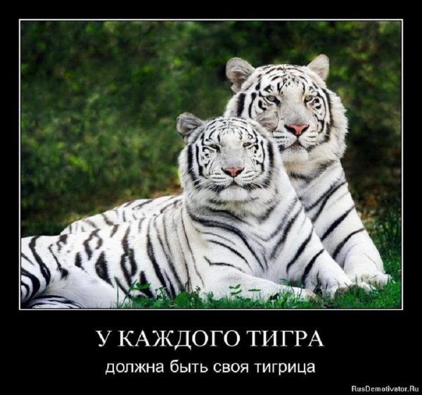 У каждого тигра...