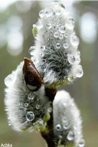 file_77077371