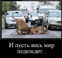 Вес мир подождёт