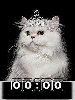 white cat Фл.1.1