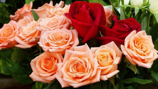 Image (13)