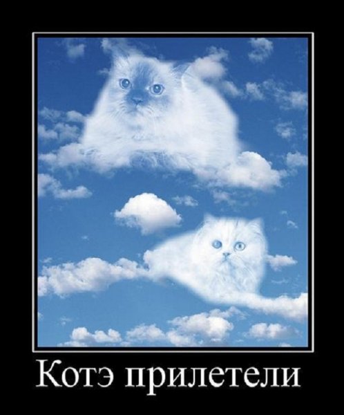 Коты прилетели