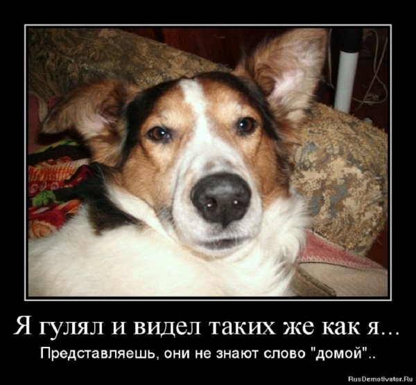 Они не знают слово ДОМ