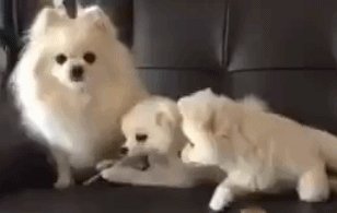 Собачки