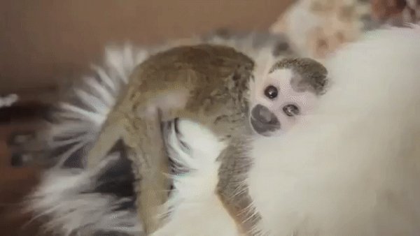 gif 1479241518