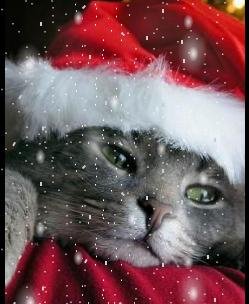 Новогодний кот