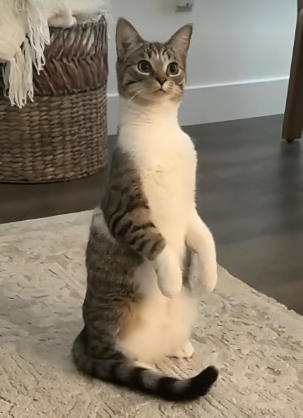 Котейка