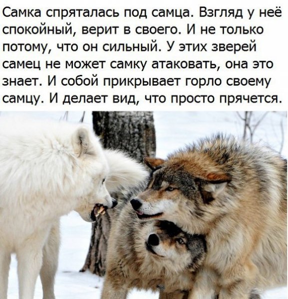 в0лки
