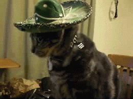 котэ, живность