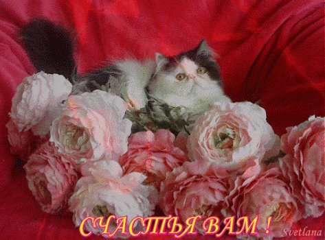 1cg8x84zxcuw2bs7