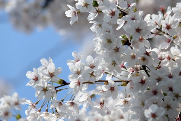 Tsvety-vesna-tsvetenie-belye-mnogo-sakura-vishnia-vetki-boke