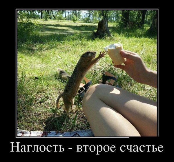 Наглость