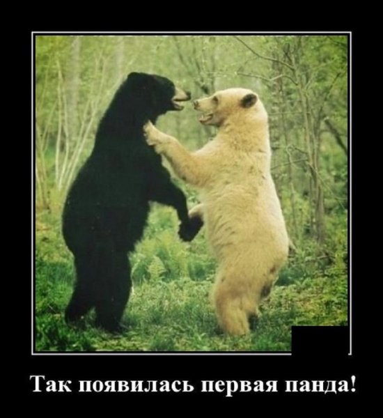 Так появилась первая панда