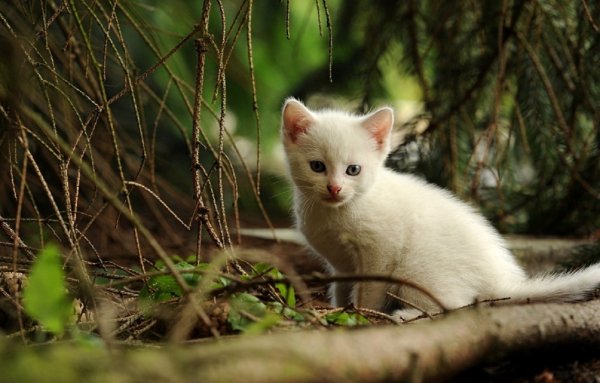 Котёнок в лесу. (3)