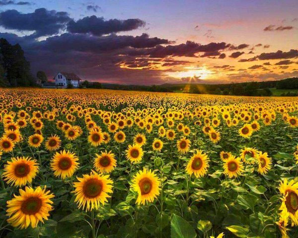file_99237254