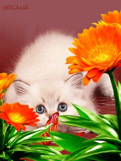 file_52028470