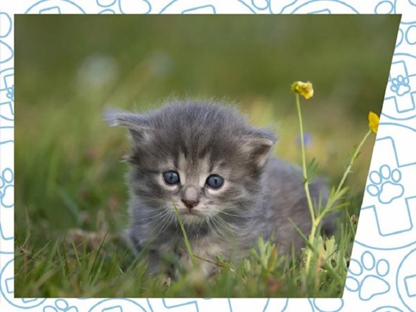 Котёнок