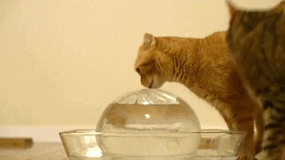 гифки, котэ, живность