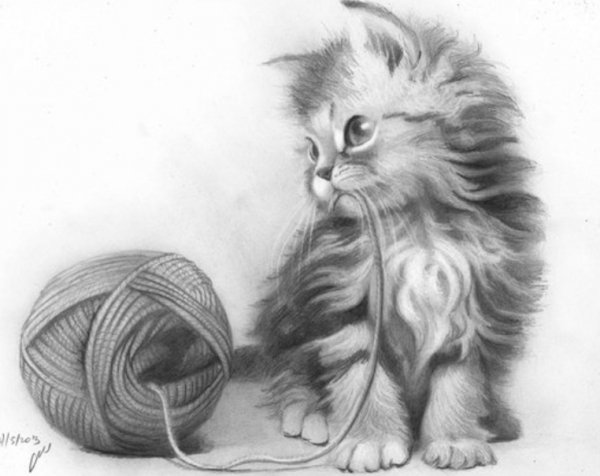 мяу кошки