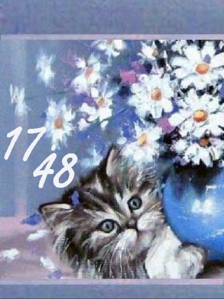Котенок