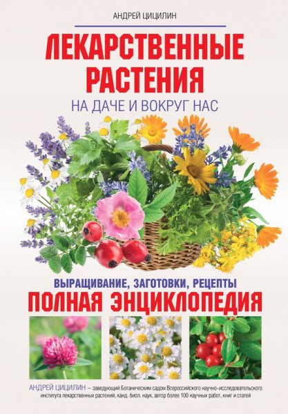 Цицилин. Лекарственные растения на даче и вокруг нас