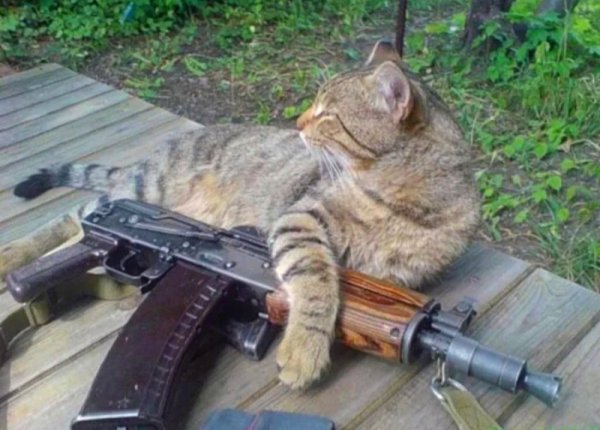 Котэ