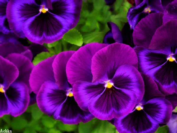 file_97746013