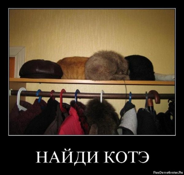 Найди котэ