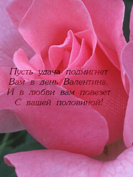ДСВРозоваяРоза