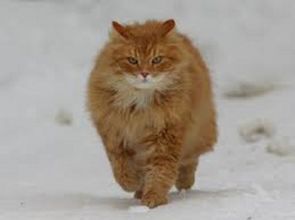 Кот (13)