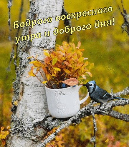 Анимированная открытка бодрого воскресного