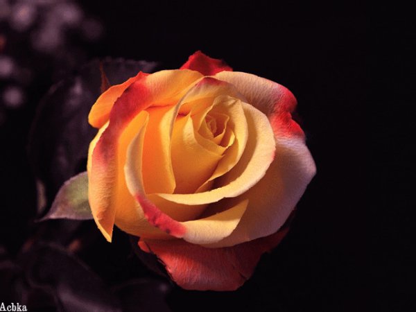 file_97282398