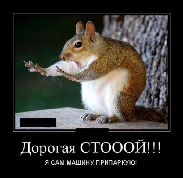 Дорогая, стой, я сам машину припаркую