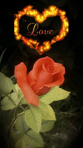Love огн.седце Роза