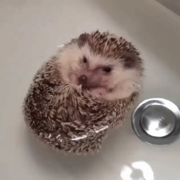 gif 1466207611