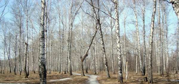 Берёзы