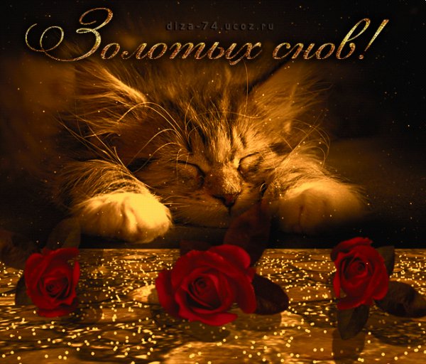 золотых снов.котёнок.розы