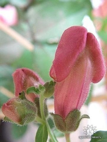 file_54233719